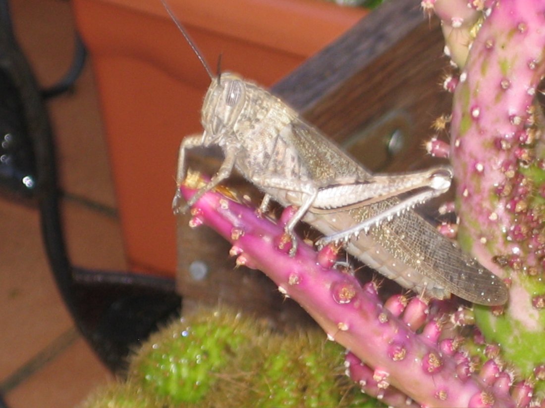 [Foto de planta, jardin, jardineria]