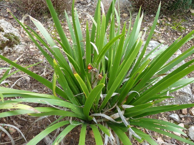 [Foto de planta, jardin, jardineria]