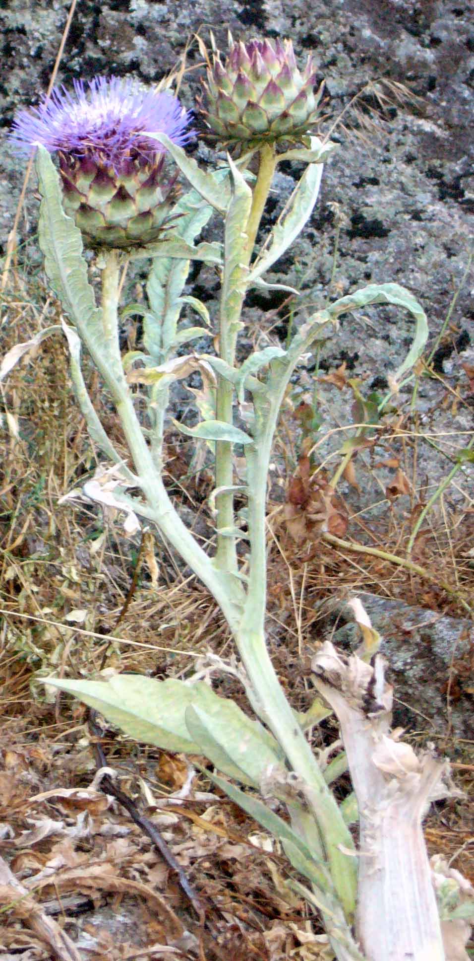 [Foto de planta, jardin, jardineria]
