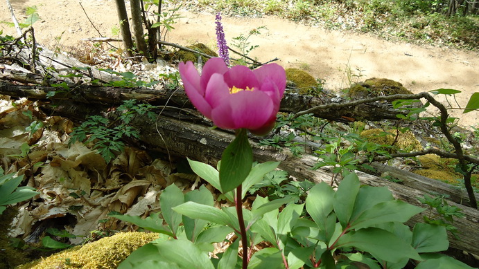 [Foto de planta, jardin, jardineria]