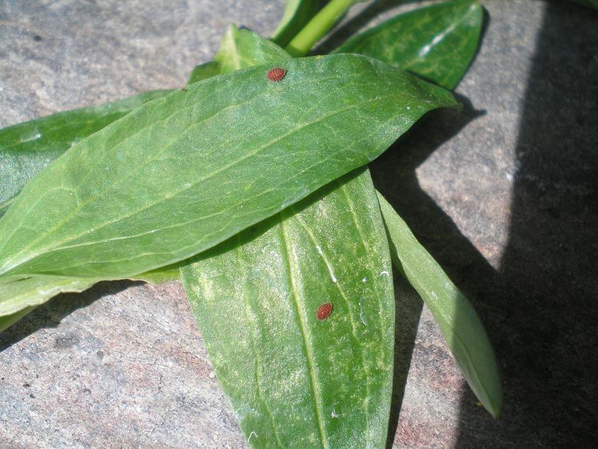 [Foto de planta, jardin, jardineria]