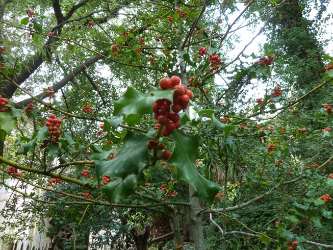 [Foto de planta, jardin, jardineria]