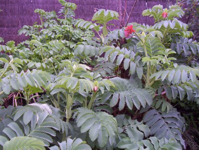 [Foto de planta, jardin, jardineria]