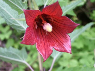 [Foto de planta, jardin, jardineria]