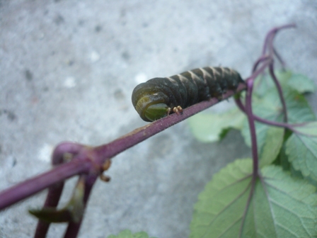 [Foto de planta, jardin, jardineria]