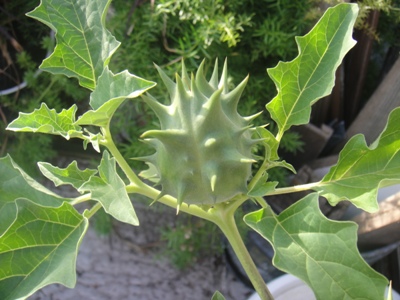 [Foto de planta, jardin, jardineria]
