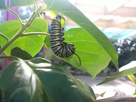[Foto de planta, jardin, jardineria]