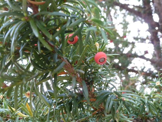 [Foto de planta, jardin, jardineria]