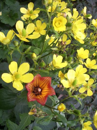 [Foto de planta, jardin, jardineria]