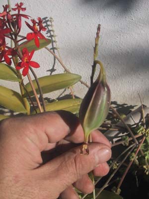 [Foto de planta, jardin, jardineria]