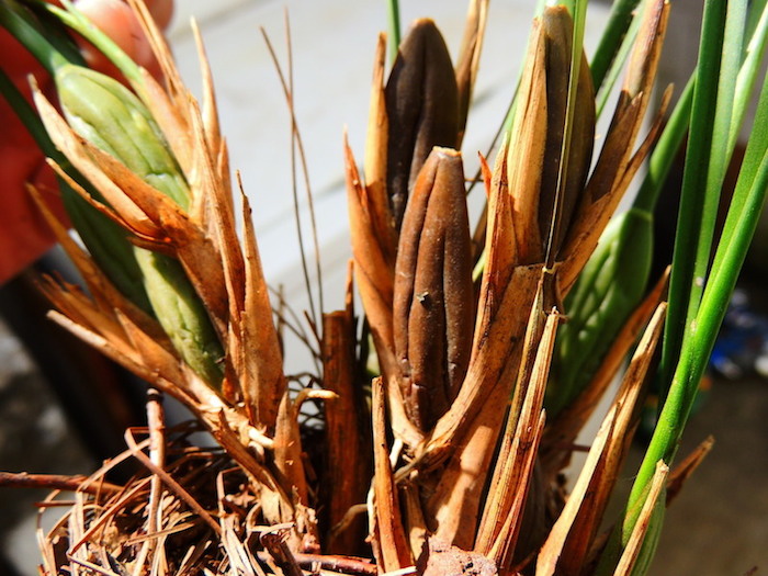 [Foto de planta, jardin, jardineria]