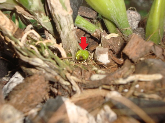[Foto de planta, jardin, jardineria]