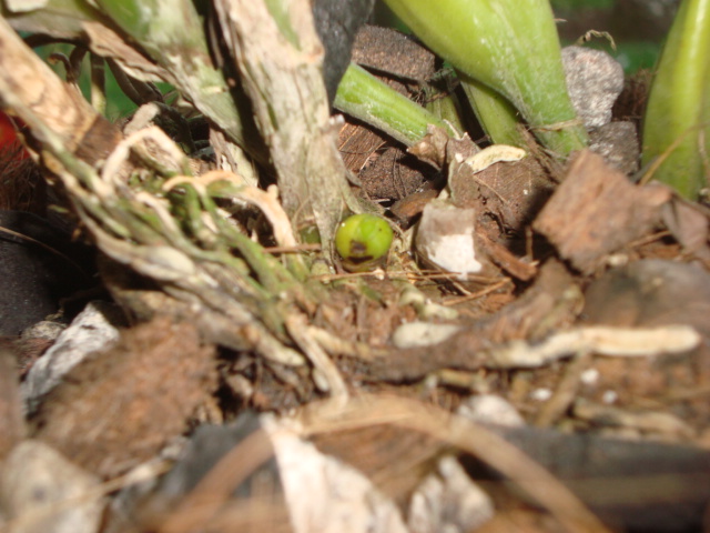 [Foto de planta, jardin, jardineria]