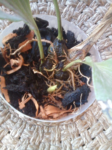 Sustrato de Cultivo sin Suelo Suelo Musgo Vegetal seco para Plantas de jardinería de orquídeas Nasoalne 10 Pcs Musgo de orquídea 