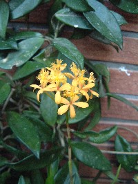 [Foto de planta, jardin, jardineria]
