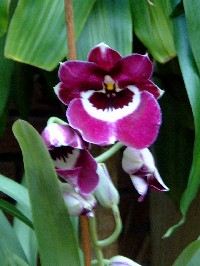[Foto de planta, jardin, jardineria]
