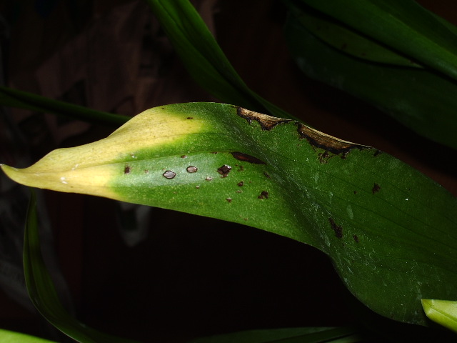 [Foto de planta, jardin, jardineria]