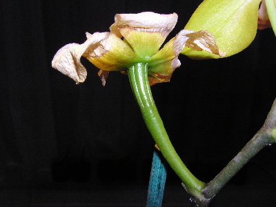 Polinización de orquídeas