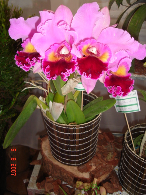 [Foto de planta, jardin, jardineria]