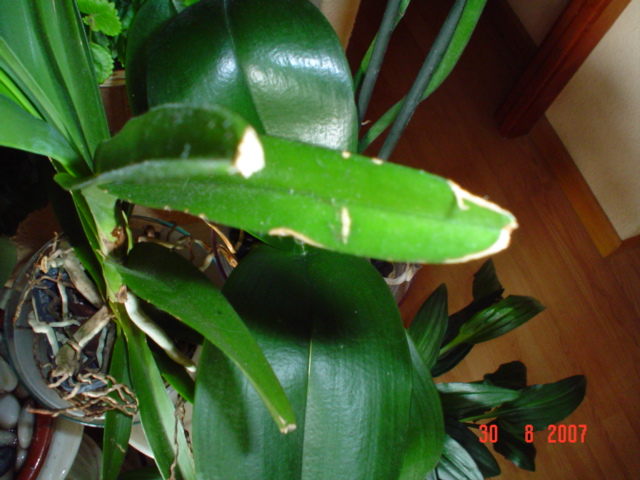 [Foto de planta, jardin, jardineria]