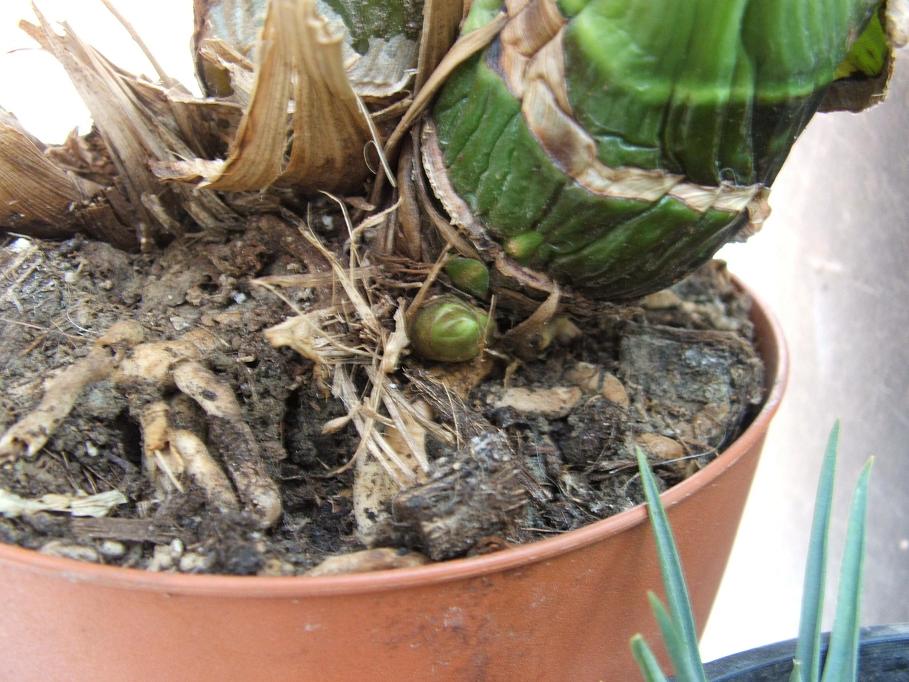 [Foto de planta, jardin, jardineria]