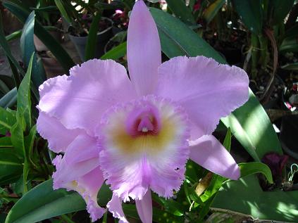 [Foto de planta, jardin, jardineria]