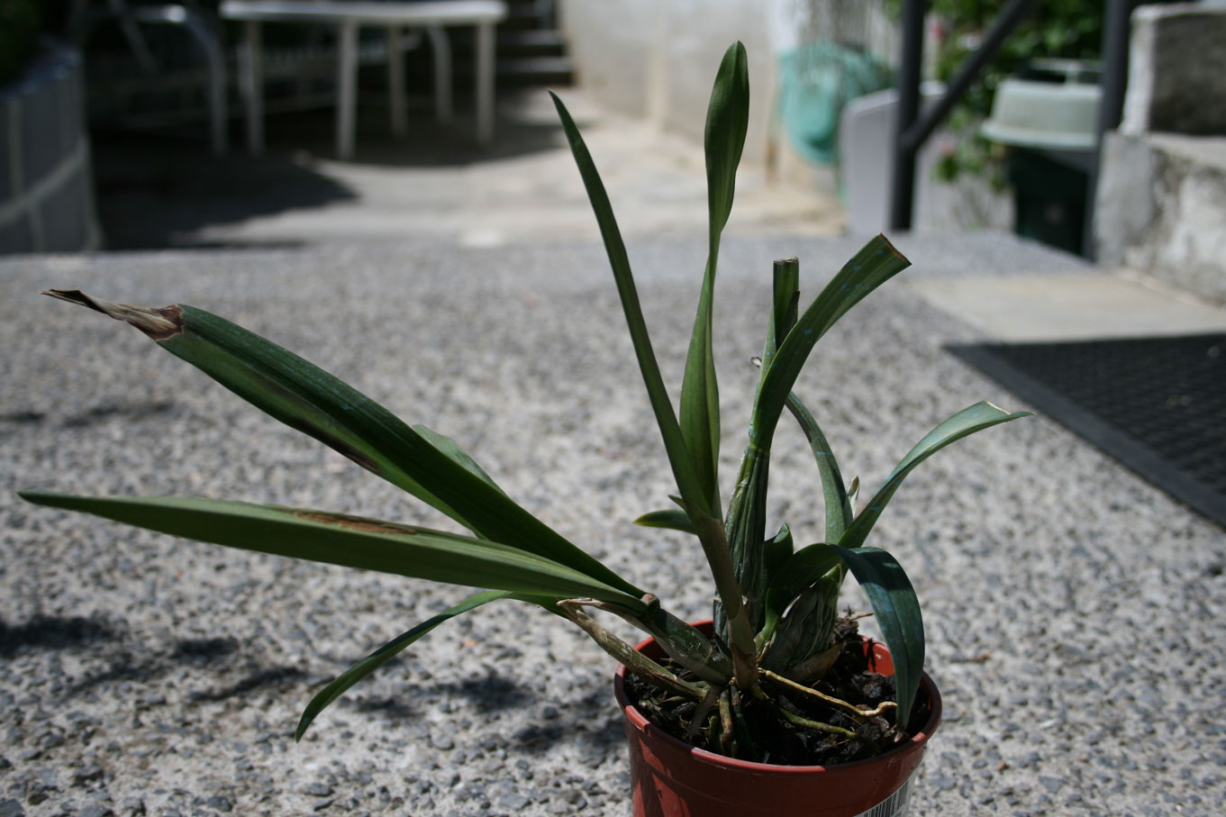 [Foto de planta, jardin, jardineria]