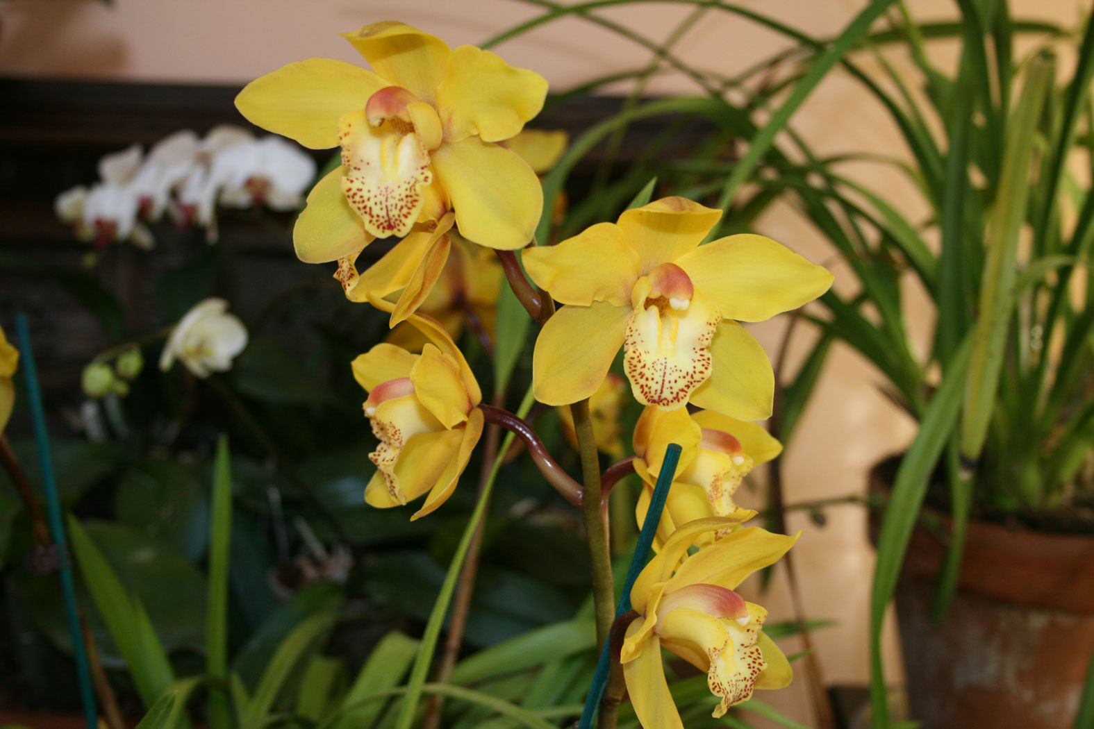 [Foto de planta, jardin, jardineria]