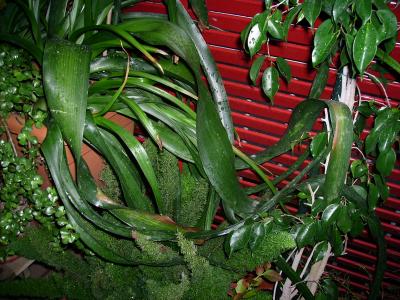 [Foto de planta, jardin, jardineria]