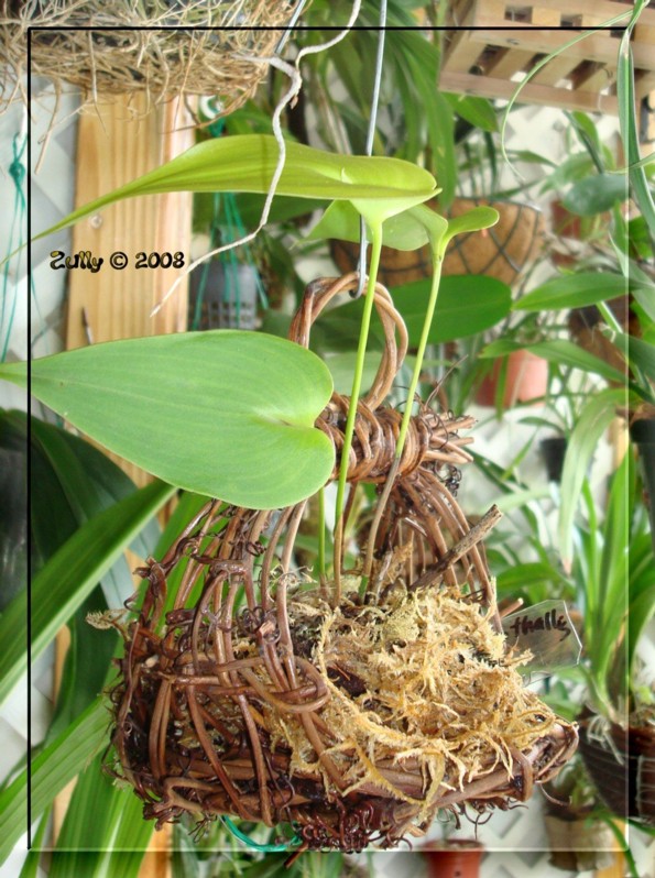 [Foto de planta, jardin, jardineria]
