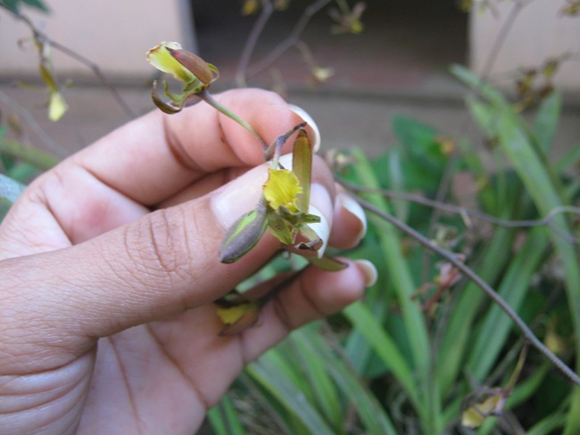 [Foto de planta, jardin, jardineria]