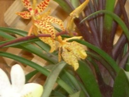 [Foto de planta, jardin, jardineria]
