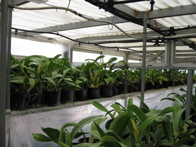 Compra y venta de orquídeas entre aficionados