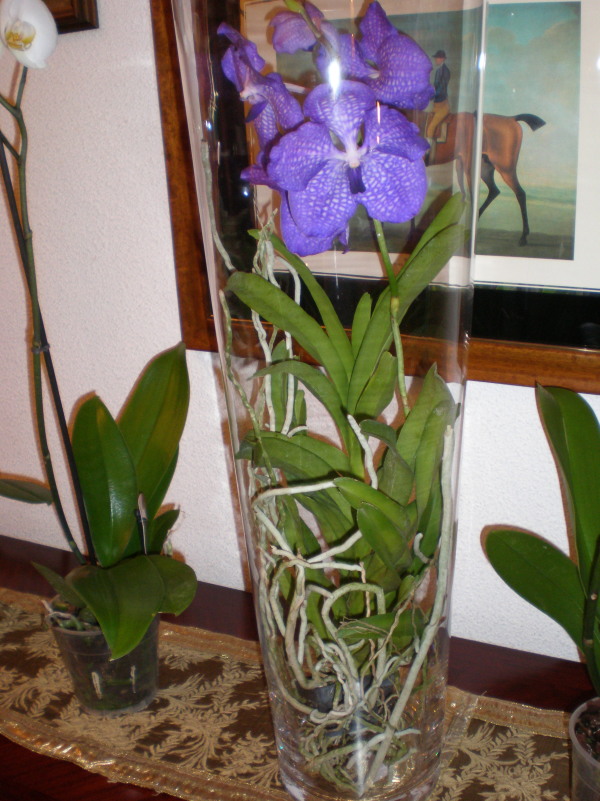 [Foto de planta, jardin, jardineria]