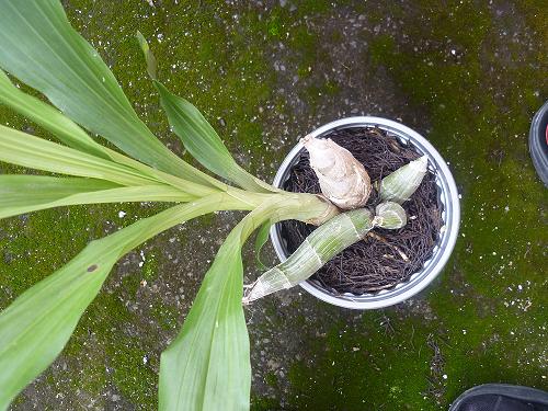 [Foto de planta, jardin, jardineria]