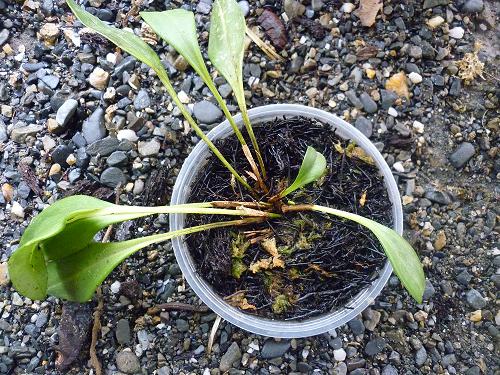 [Foto de planta, jardin, jardineria]