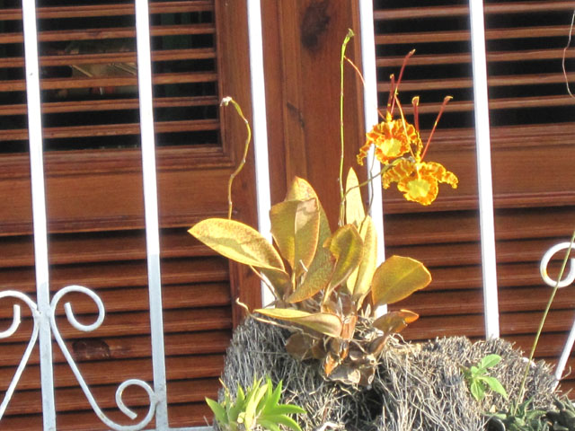 [Foto de planta, jardin, jardineria]