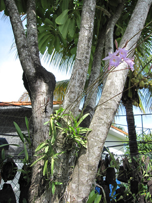 [Foto de planta, jardin, jardineria]