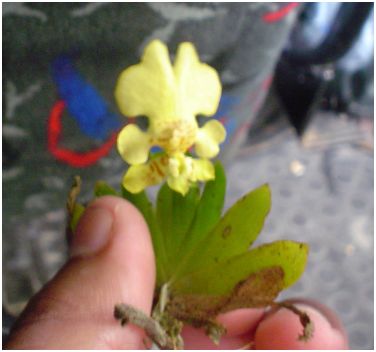 [Foto de planta, jardin, jardineria]