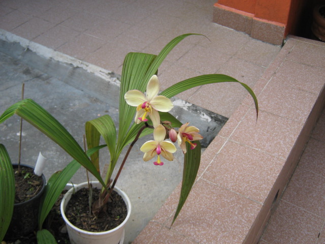 [Foto de planta, jardin, jardineria]