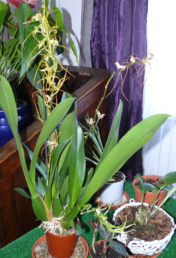 [Foto de planta, jardin, jardineria]