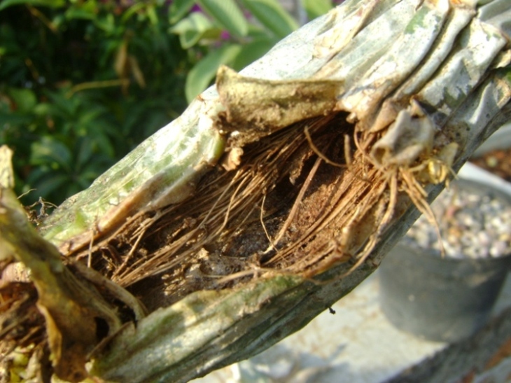 [Foto de planta, jardin, jardineria]