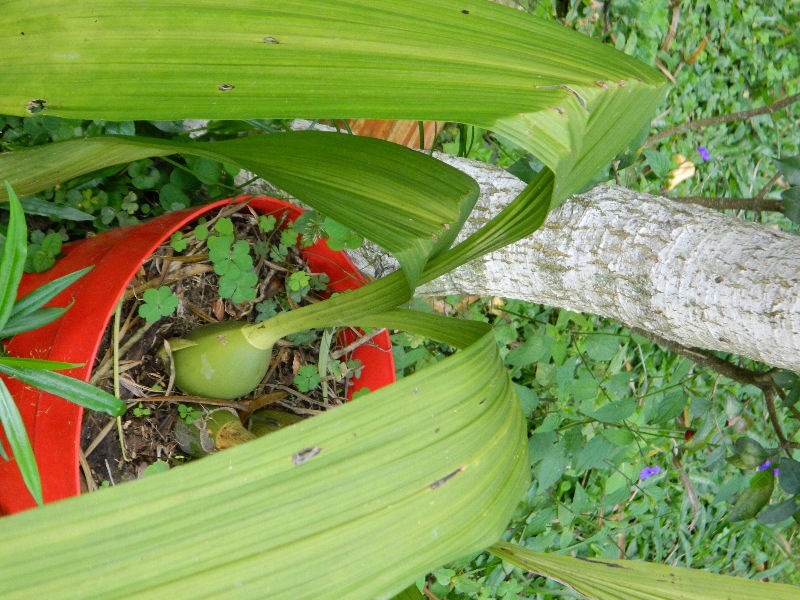 [Foto de planta, jardin, jardineria]