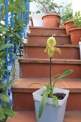 [Foto de planta, jardin, jardineria]