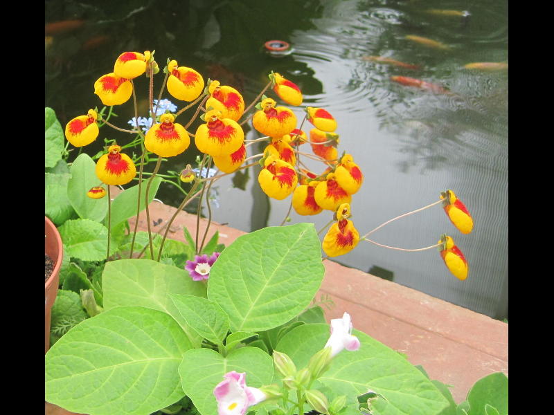 [Foto de planta, jardin, jardineria]