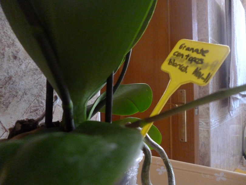 [Foto de planta, jardin, jardineria]