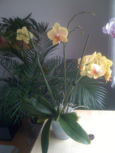 [Foto de planta, jardin, jardineria]