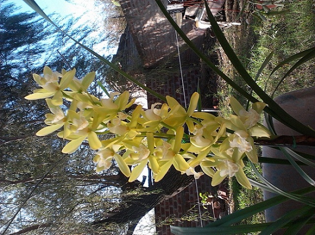 [Foto de planta, jardin, jardineria]