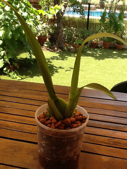 [Foto de planta, jardin, jardineria]