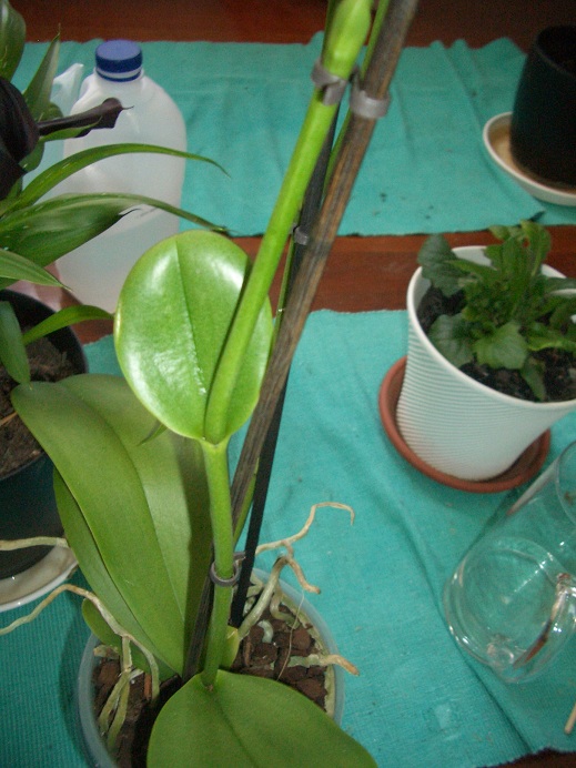 [Foto de planta, jardin, jardineria]